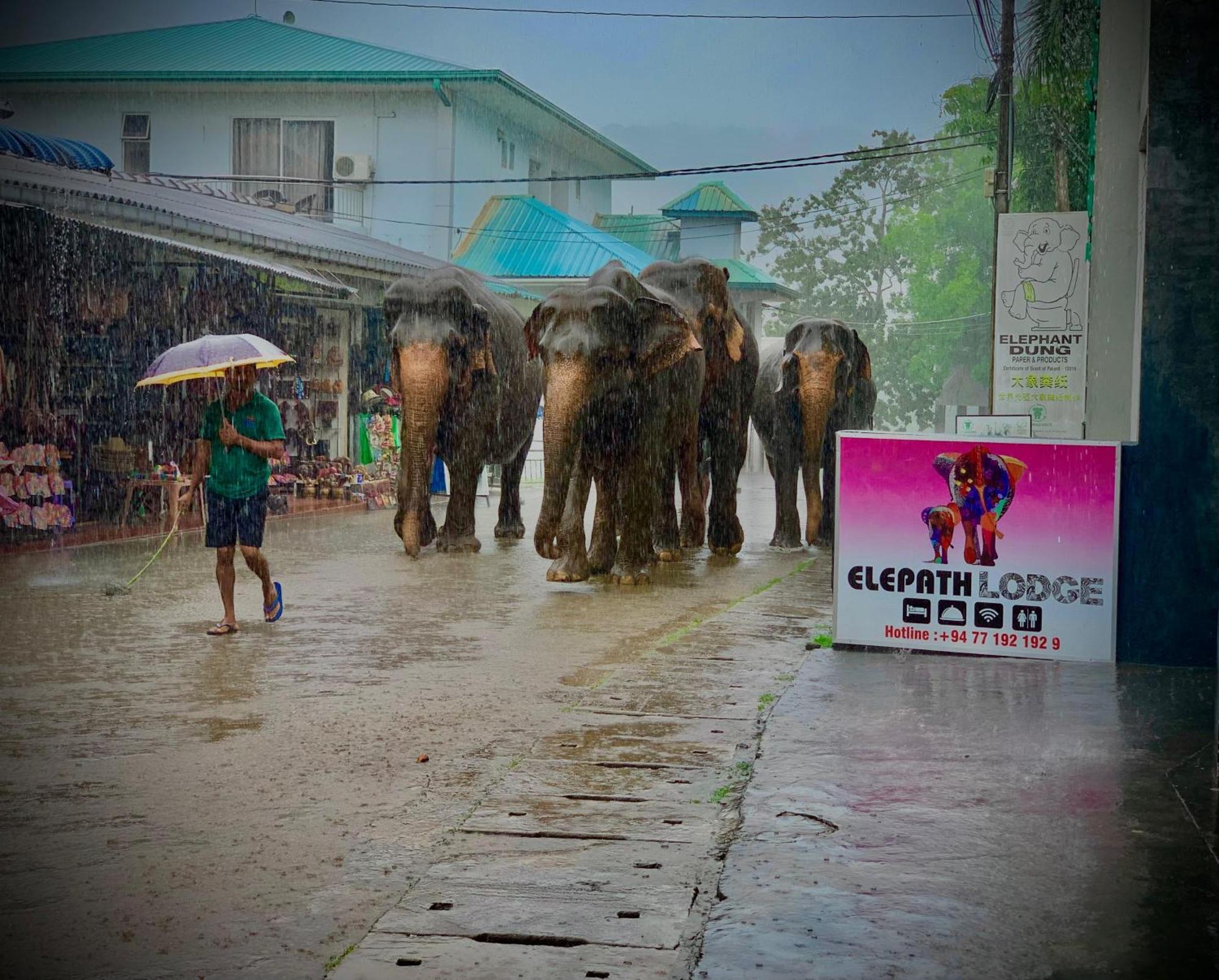 Elepath Lodge- Pinnawala Pinnawala  Luaran gambar