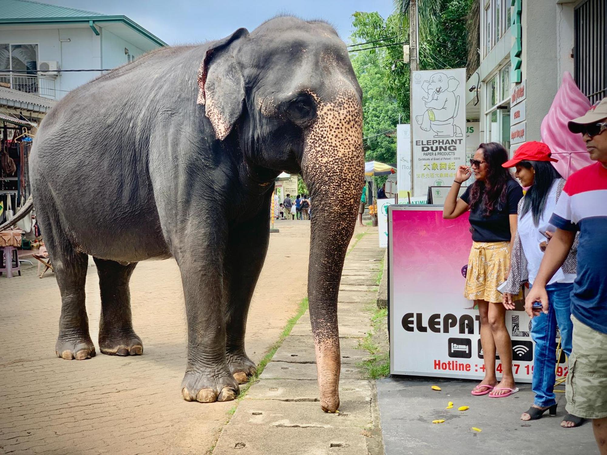 Elepath Lodge- Pinnawala Pinnawala  Luaran gambar