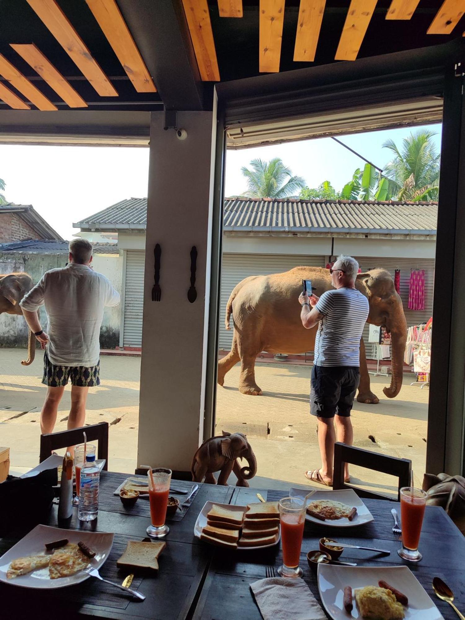 Elepath Lodge- Pinnawala Pinnawala  Luaran gambar