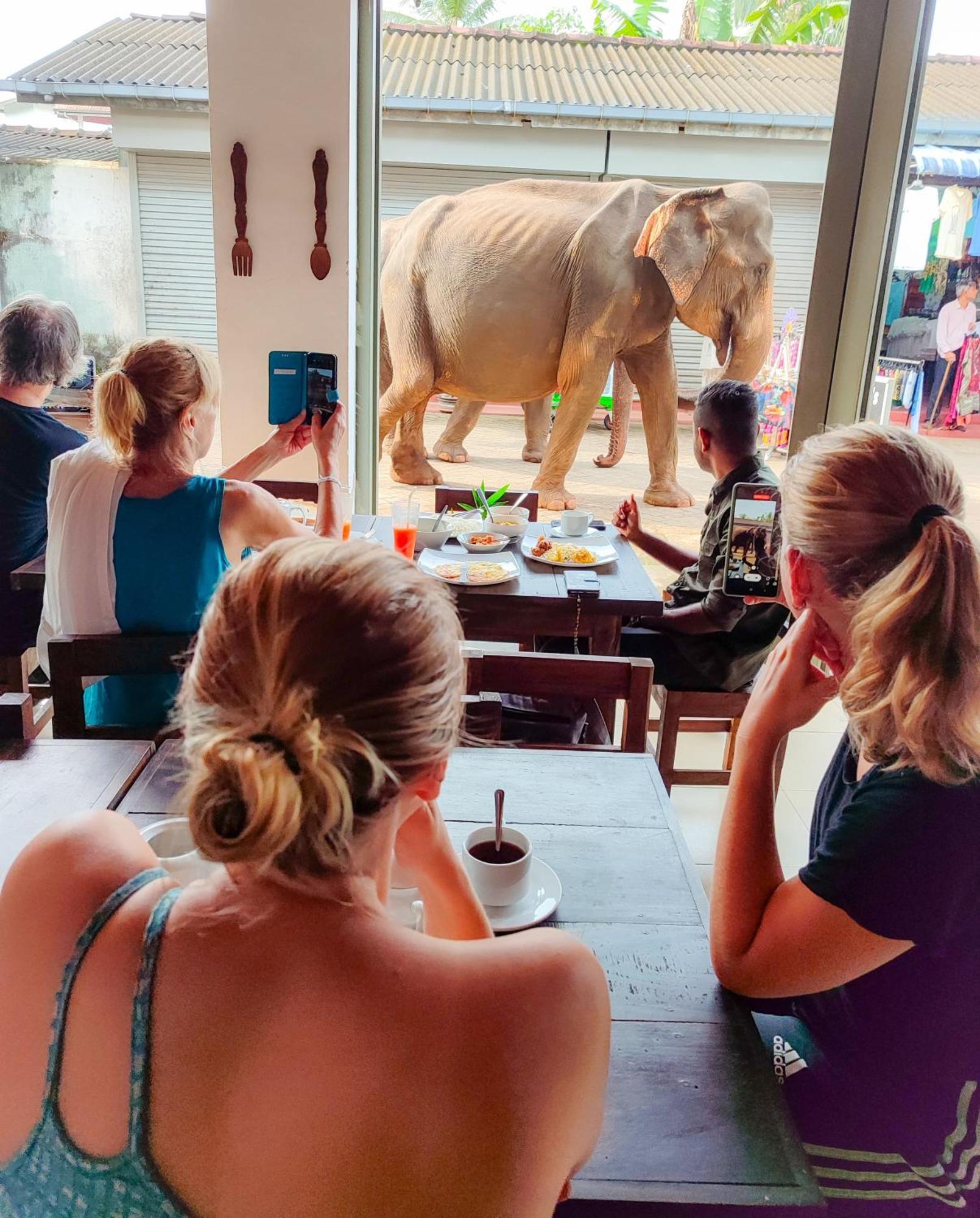 Elepath Lodge- Pinnawala Pinnawala  Luaran gambar